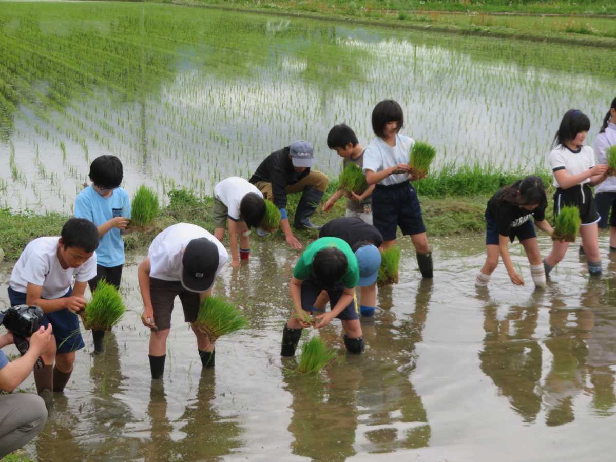 農業体験　田植え